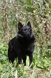 SCHIPPERKE 264